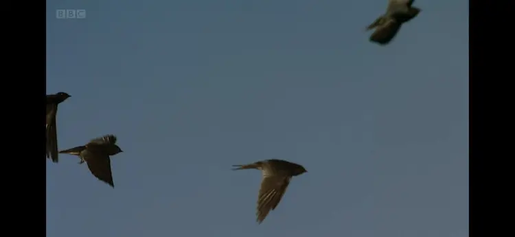 Barn swallow (Hirundo rustica) as shown in Africa - Sahara
